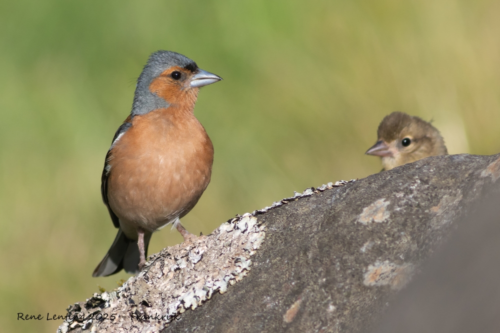 Vink